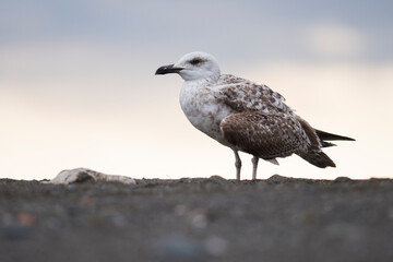 Yellow-legged gull (Larus michahellis) juvenile on a sand beach, Liguria, Italy.