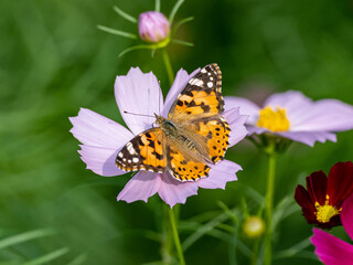 Fototapeta na wymiar Painted Lady butterfly feeding from flower 13