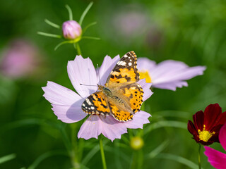 Painted Lady butterfly feeding from flower 14