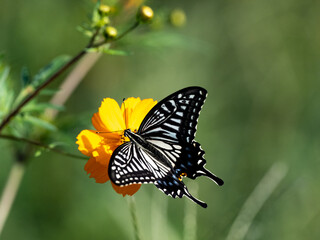 Fototapeta na wymiar Chinese Yellow Swallowtail feeding from flowers 2