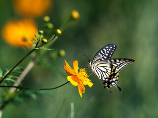 Chinese Yellow Swallowtail feeding from flowers 3