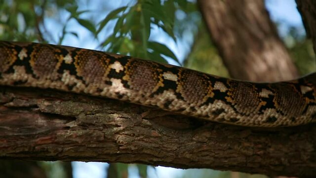 Big snake, colorful Python crawling on the tree trunk. The concept of Fund of the wild nature