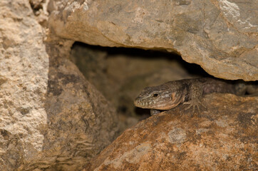 Gran Canaria giant lizard Gallotia stehlini. Female. Integral Natural Reserve of Inagua. Gran Canaria. Canary Islands. Spain.