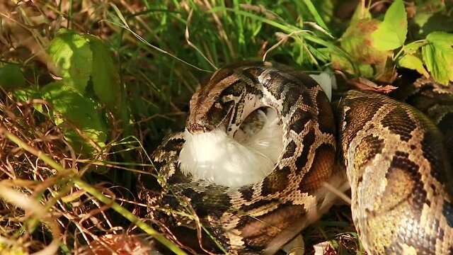 Close-up of a large spotted Python swallowing its prey. Python eats a chicken. Biggest snake, the Anaconda in nature