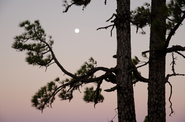 Canary Island pines Pinus canariensis and full moon at dawn. Alsandara. Natural Reserve of Inagua. Tejeda. Gran Canaria. Canary Islands. Spain.