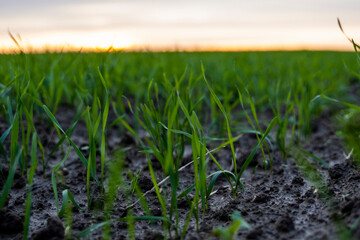 Close up young green wheat seedlings growing in a soil on a field in a sunset. Close up on sprouting rye agriculture on a field in sunset. Sprouts of rye. Wheat grows in chernozem planted in autumn.