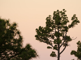 Canary Island pine Pinus canariensis at dawn. Alsandara Mountain. Integral Natural Reserve of Inagua. Tejeda. Gran Canaria. Canary Islands. Spain.