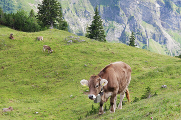 A herd of cows in Alpine mountains, Germany, Bavaria