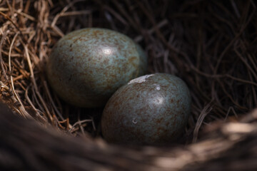 Obraz na płótnie Canvas eggs in nest