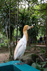 Heron