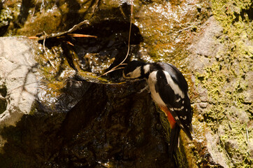 Great spotted woodpecker Dendrocopos major thanneri. Female drinking water. Integral Natural...