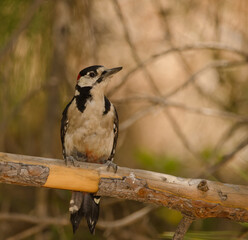 Male great spotted woodpecker Dendrocopos major thanneri. Integral Natural Reserve of Inagua. Gran Canaria. Canary Islands. Spain.