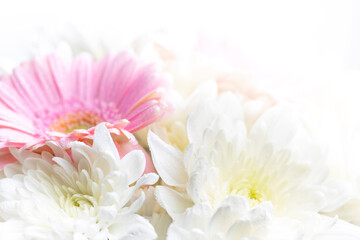 Fototapeta na wymiar Still life of flowers on white background
