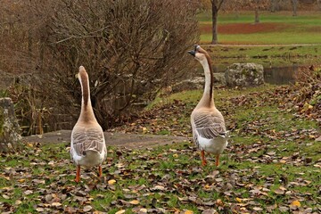 Höckerganspaar (Anser cygnoid) im Park