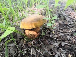 boletus