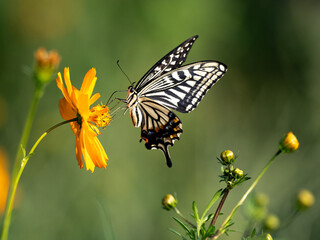 Chinese Yellow Swallowtail feeding from flowers 6