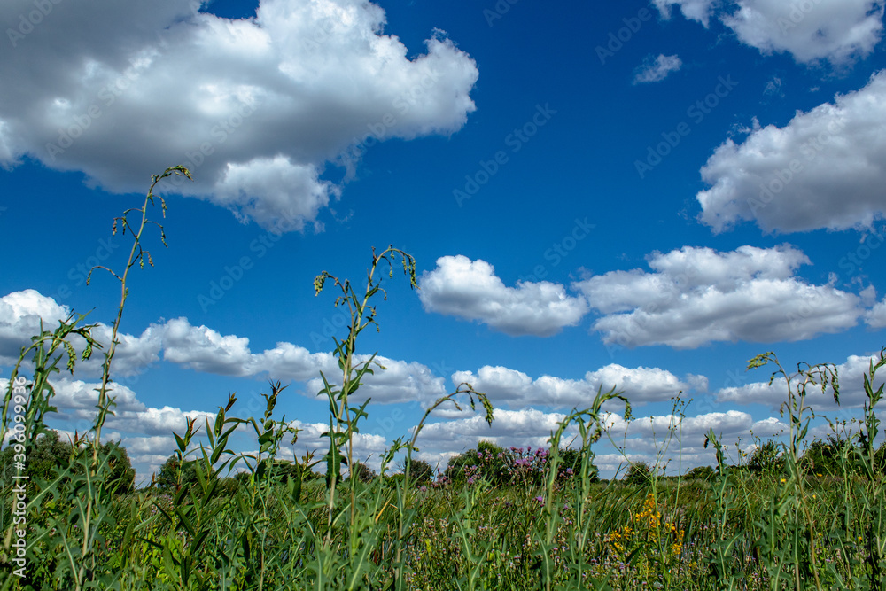 Wall mural 
grass and sky with clouds on a summer day