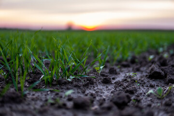 Close up young wheat seedlings growing in a field. Green wheat growing in soil. Close up on sprouting rye agriculture on a field in sunset. Sprouts of rye. Wheat grows in chernozem planted in autumn.