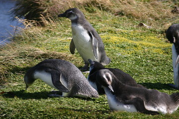 Pinguin an Stillen Ozean in Chile