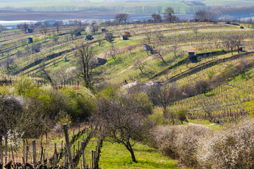 Fototapeta na wymiar spring vineyard near Mutenice, Southern Moravia