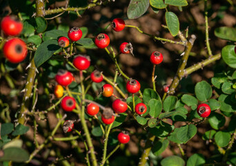 10月晴れの日のジプシーボーイのつぼみ