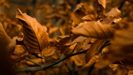 autumn leaves on branch