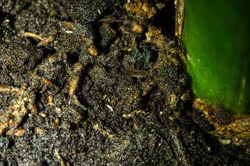 Macro photograph of a springtail infestation in plant soil