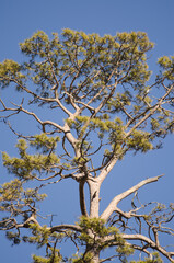 Canary Island pine Pinus canariensis. Integral Natural Reserve of Inagua. Gran Canaria. Canary Islands. Spain.