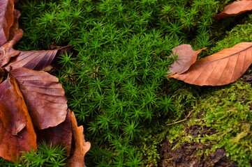 Autumn leaves on the moss