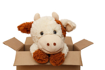 Soft toy bull in a cardboard box. Toy white bull looks out of the box
