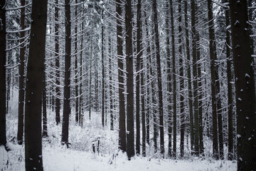 Fototapeta premium snow on trees in winter forest