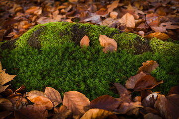 Autumn leaves in the moss
