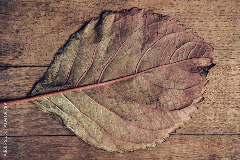 Poster close up beautiful faded old leaf on a brown old wooden table. abstraction autumn style concept. bac