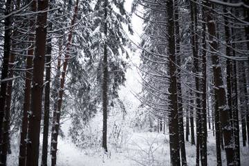 snow on trees in winter forest