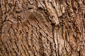 bark of a tree