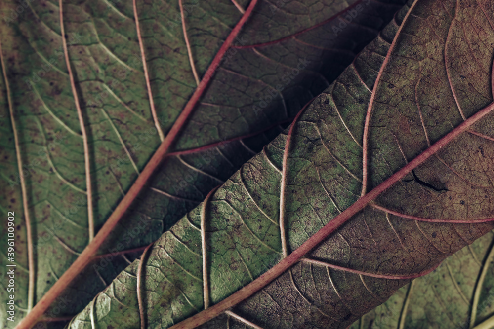 Poster Beautiful leaf teture pattern background for design. Macro photography view.