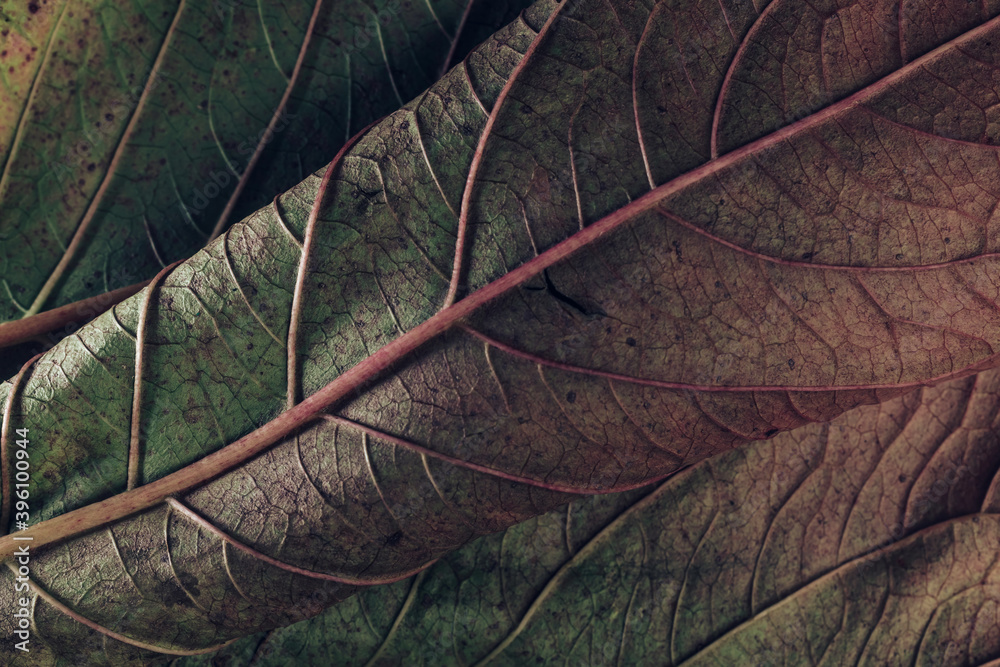Poster Beautiful leaf teture pattern background for design. Macro photography view.