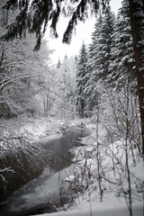 snow on trees in winter forest