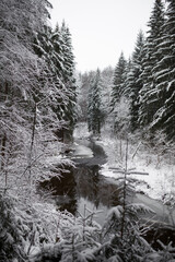 snow on trees in winter forest