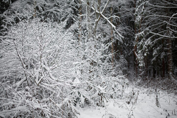 snow on trees in winter forest