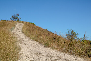 
path to a lonely tree on a hill on a sunny summer day
