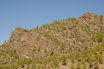 Fototapeta na wymiar Cliff and forest of Canary Island pine Pinus canariensis. The Nublo Rural Park. Tejeda. Gran Canaria. Canary Islands. Spain.