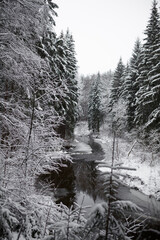 snow on trees in winter forest