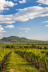 Fototapeta premium Spring vineyards under Palava near Sonberk, South Moravia, Czech Republic