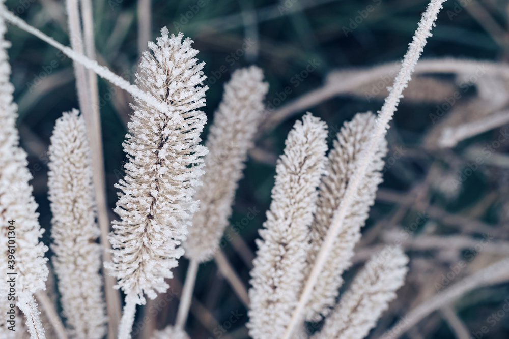 Aufkleber Close up frozen wild grass of a wild greater. Nature background pattern texture for design.