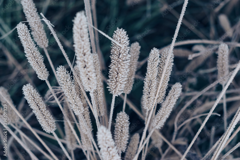 Aufkleber Beautiful frozen wild grass  of a wild greater. Nature background pattern texture for design.