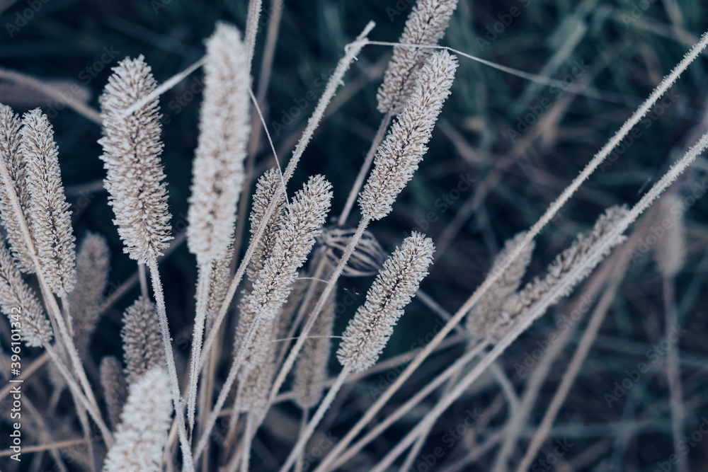 Aufkleber beautiful frozen wild grass of a wild greater. nature background pattern texture for design.