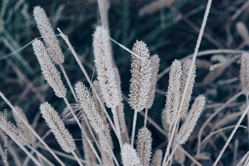 Aufkleber Beautiful frozen wild grass  of a wild greater. Nature background pattern texture for design.