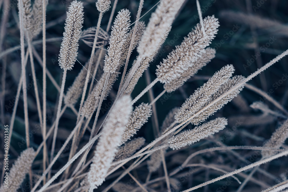 Aufkleber beautiful frozen wild grass of a wild greater. nature background pattern texture for design.
