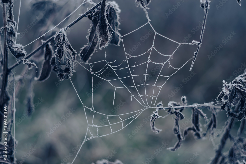 Poster Frozen spider web background winter. Frozen nature. A cobweb on the grass in a woods covered by iced frost..